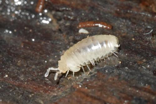Réf. 199 972 : Spelaeoglomeris alpina